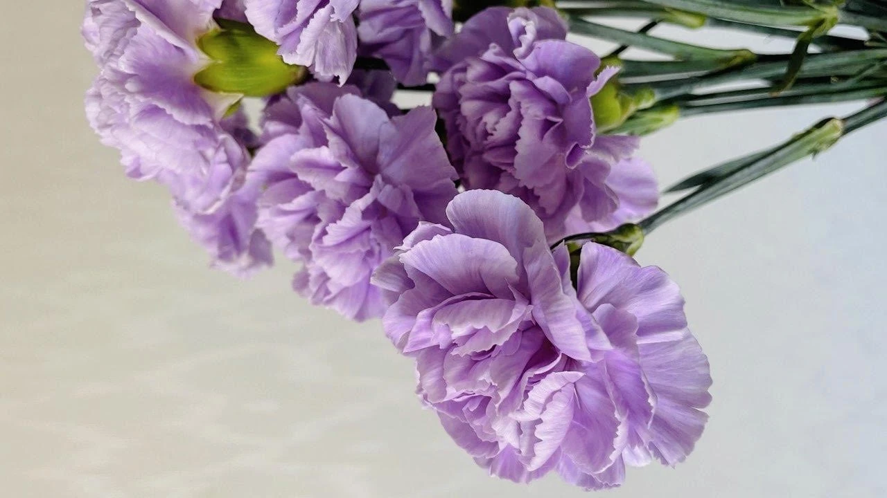 Pastel lavender carnation inspiration