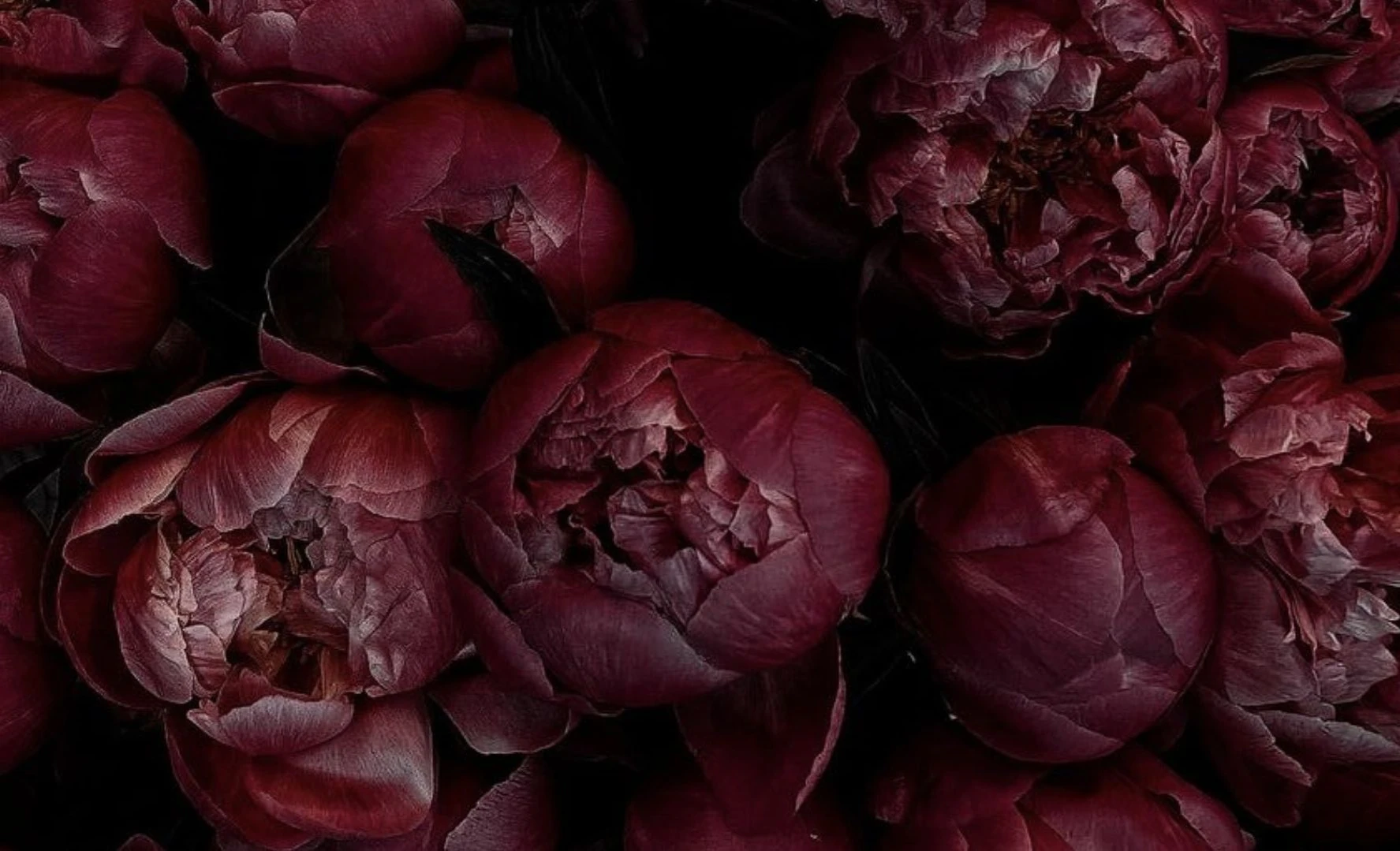 Deep burgundy peonies in full bloom