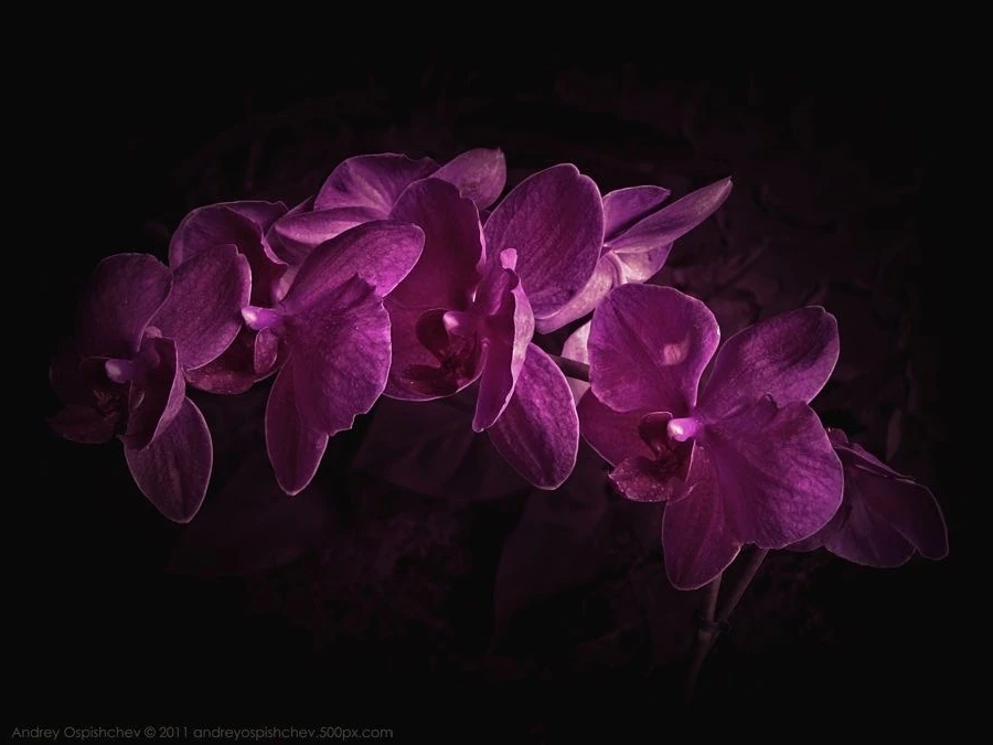 Fuchsia orchid inspiration for Magnetic Confidence