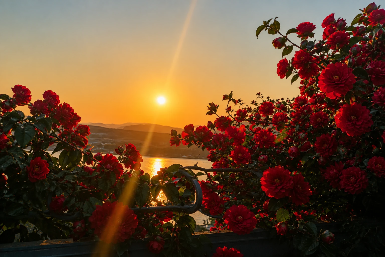 Crimson camellias illuminated by warm sunset light